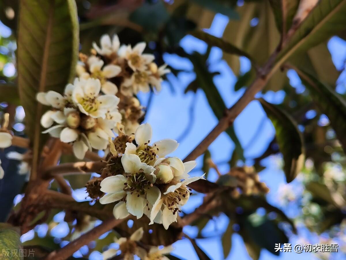 枇杷花诗词古句有哪些（仲冬枇杷花诗词五首）