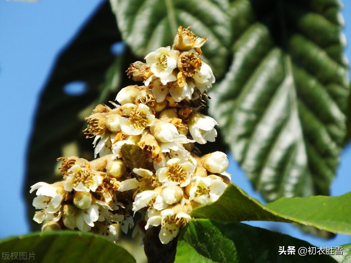 枇杷花诗词古句有哪些（仲冬枇杷花诗词五首）