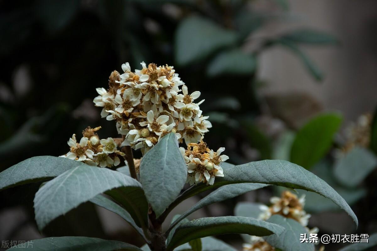 枇杷花诗词古句有哪些（仲冬枇杷花诗词五首）