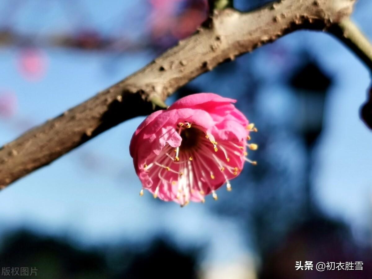 小雪诗词古句有哪些（梅花与小雪节气五首）