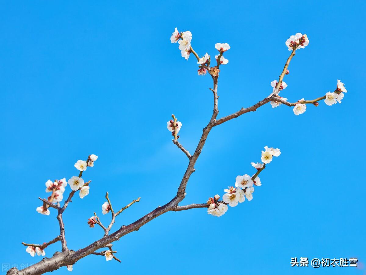 初冬明丽优美诗词五首（初冬天气暖，小似立春时）