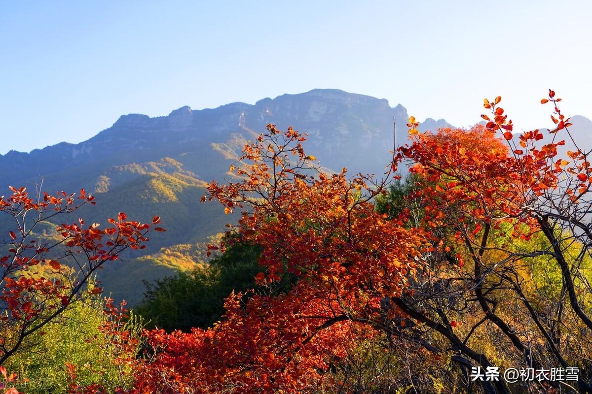 晚秋青山红树诗词五首赏析（红树青山水急流，红树青山泼眼新）