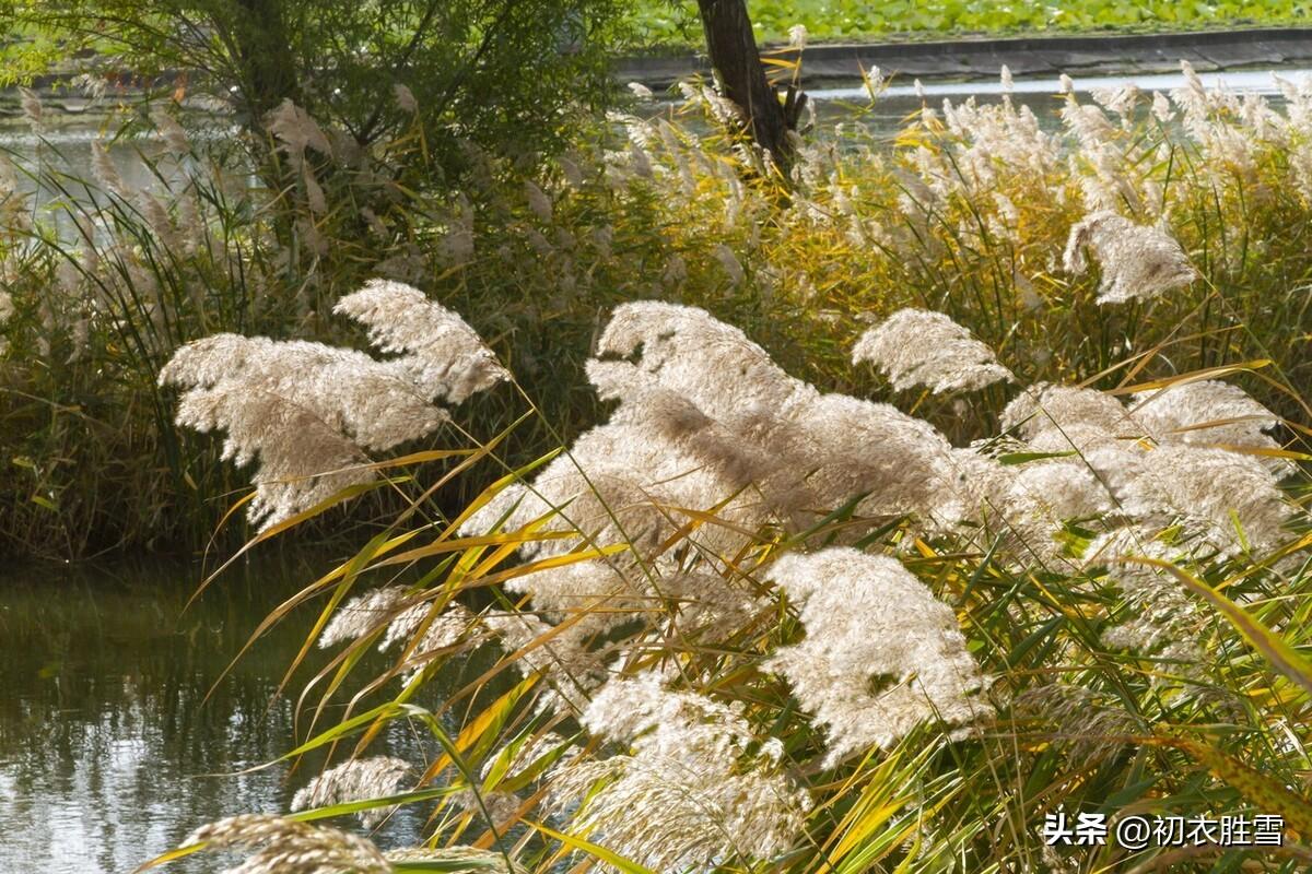 晚秋赏菊经典诗词（枫红芦白晚秋诗词六首）