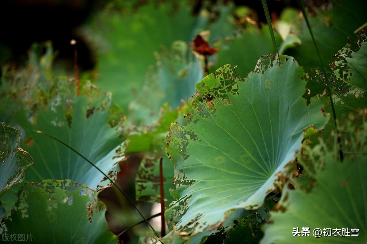 晚秋残荷诗词六首鉴赏（残荷犹结高秋绿，残荷数点冷擎秋）