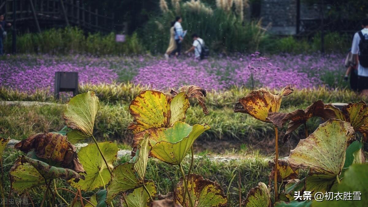 晚秋残荷诗词六首鉴赏（残荷犹结高秋绿，残荷数点冷擎秋）