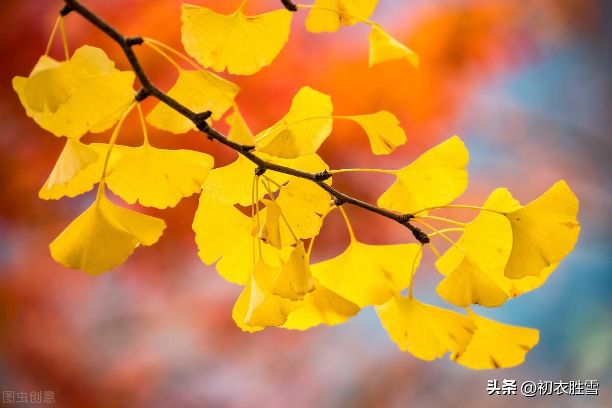 明丽黄叶诗词名句五首（吾心爱黄叶，书我白头吟）