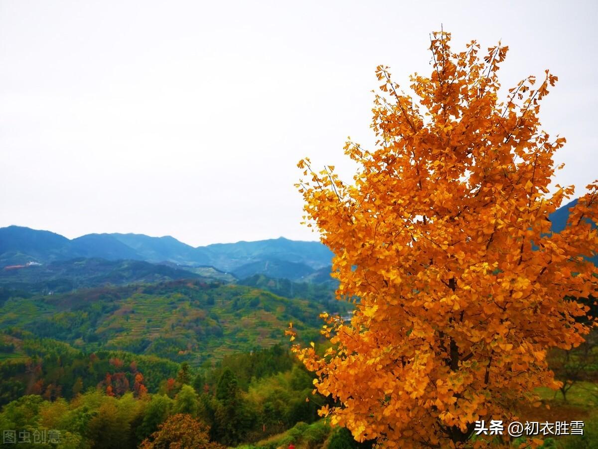 明丽黄叶诗词名句五首（吾心爱黄叶，书我白头吟）