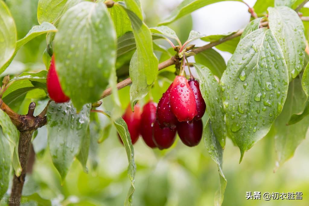 重阳节满庭芳经典诗词（重阳节兄弟情四首）