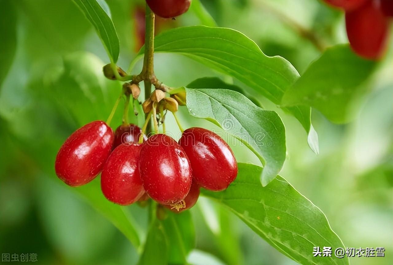 重阳节经典诗词名句（重阳节明丽诗词六首）