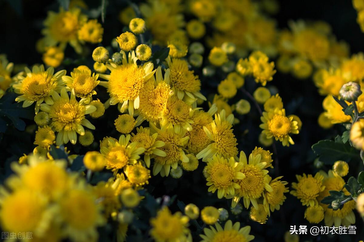 重阳节经典诗词名句（重阳节明丽诗词六首）