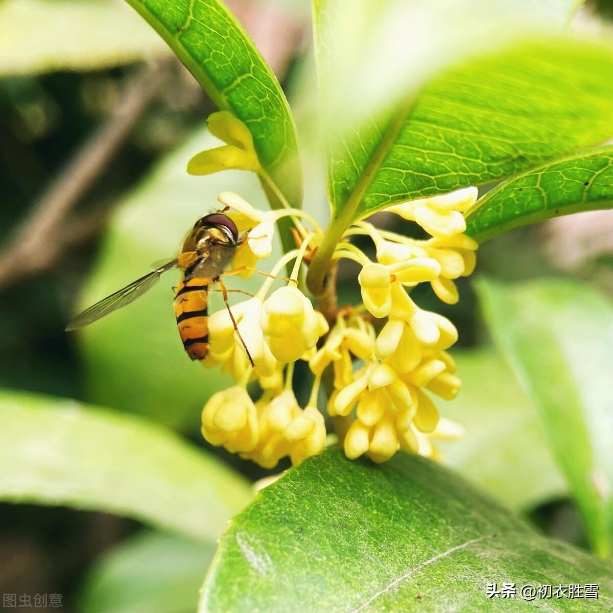 桂花香诗词六首鉴赏（情疏迹远只香留，桂花吹断月中香）