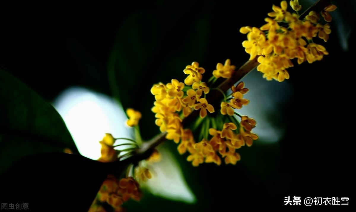 桂花香诗词六首鉴赏（情疏迹远只香留，桂花吹断月中香）