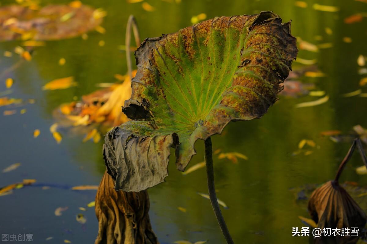 清新秋荷唯美古诗六首（凭栏自爱秋容淡，闲数残荷几朵花）