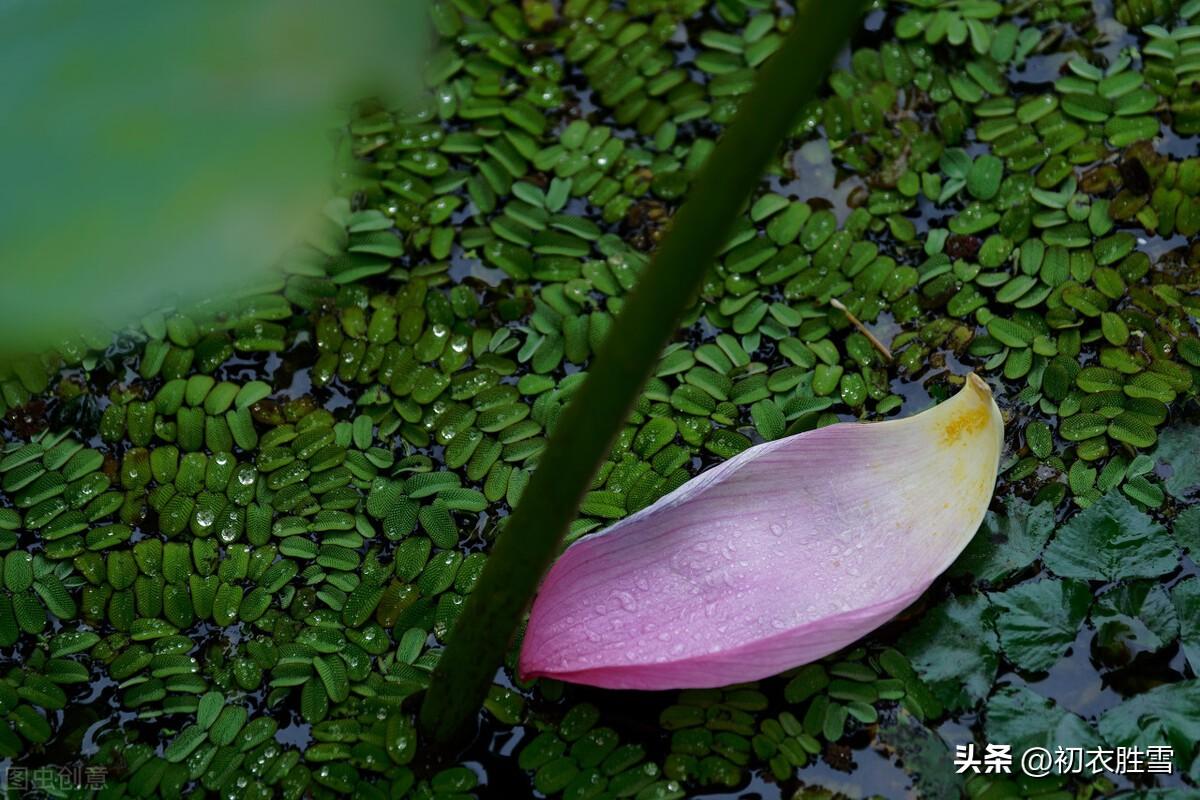 荷花落瓣诗词五首（莲瓣相传大士舟，看它走遍水中天）