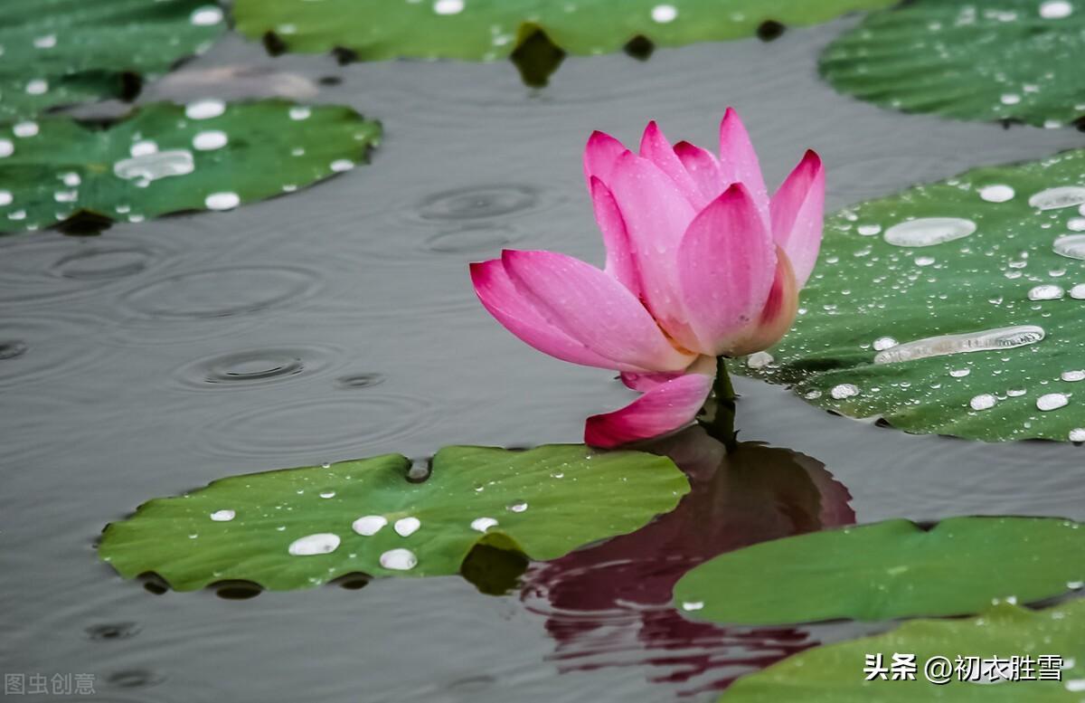 秋雨诗词古句有哪些（仲秋八月秋雨诗词五首）