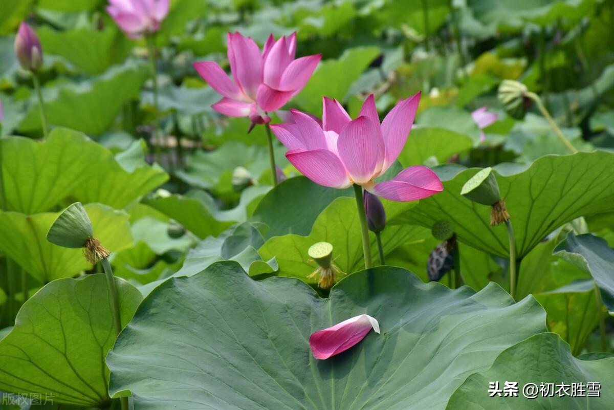 新秋清新荷花诗词五首（袅袅凉风起，荷花半成子）