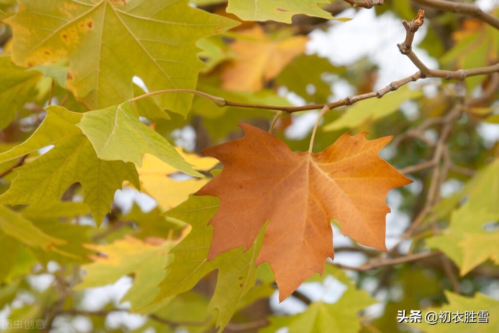 立秋节气唯美古诗六首（山容便与新秋净，稻花已作丰年香）