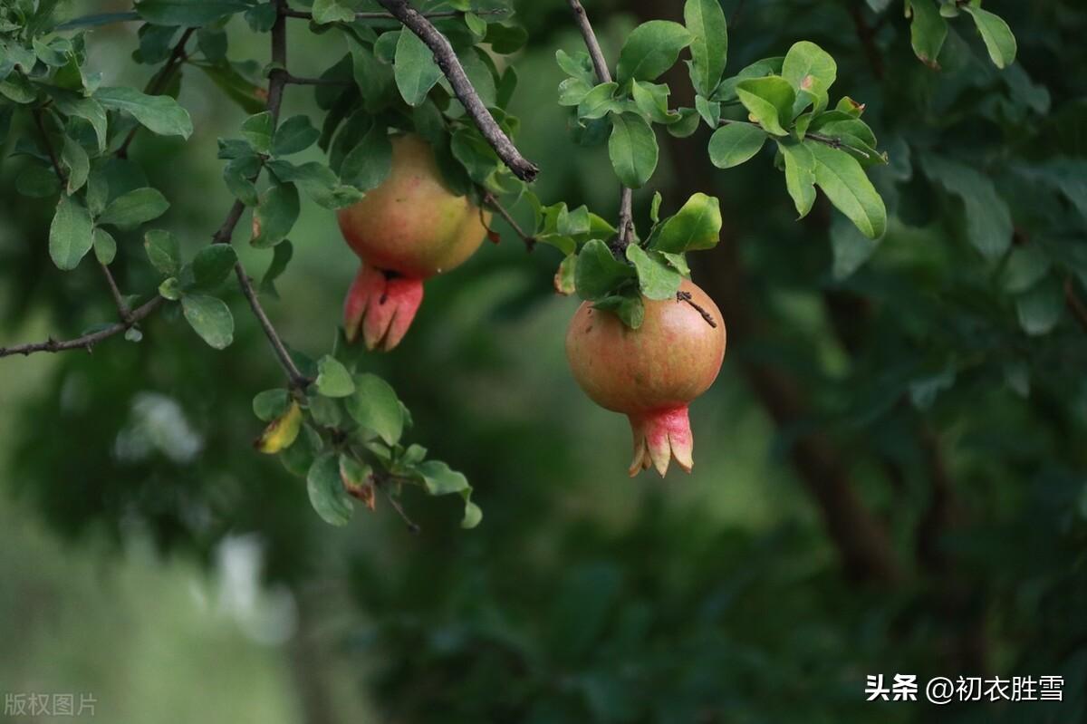 中伏唯美古诗七首鉴赏（芙蓉锦渐成，红榴夏实初）