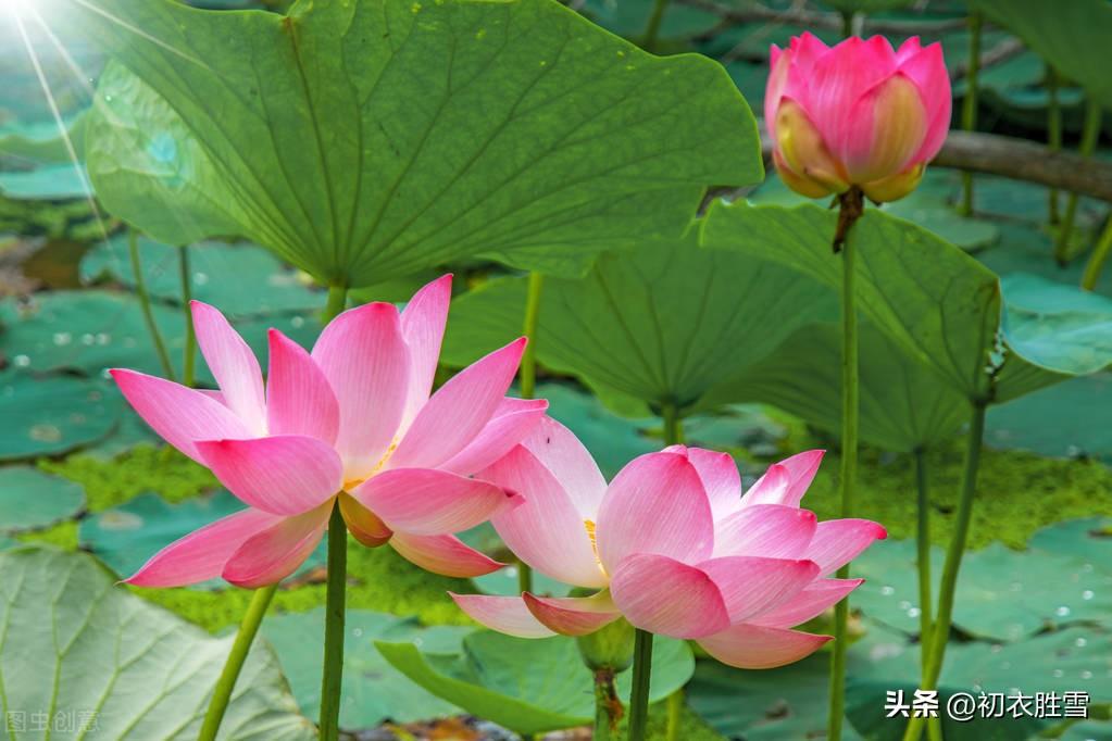 中伏唯美古诗七首鉴赏（芙蓉锦渐成，红榴夏实初）