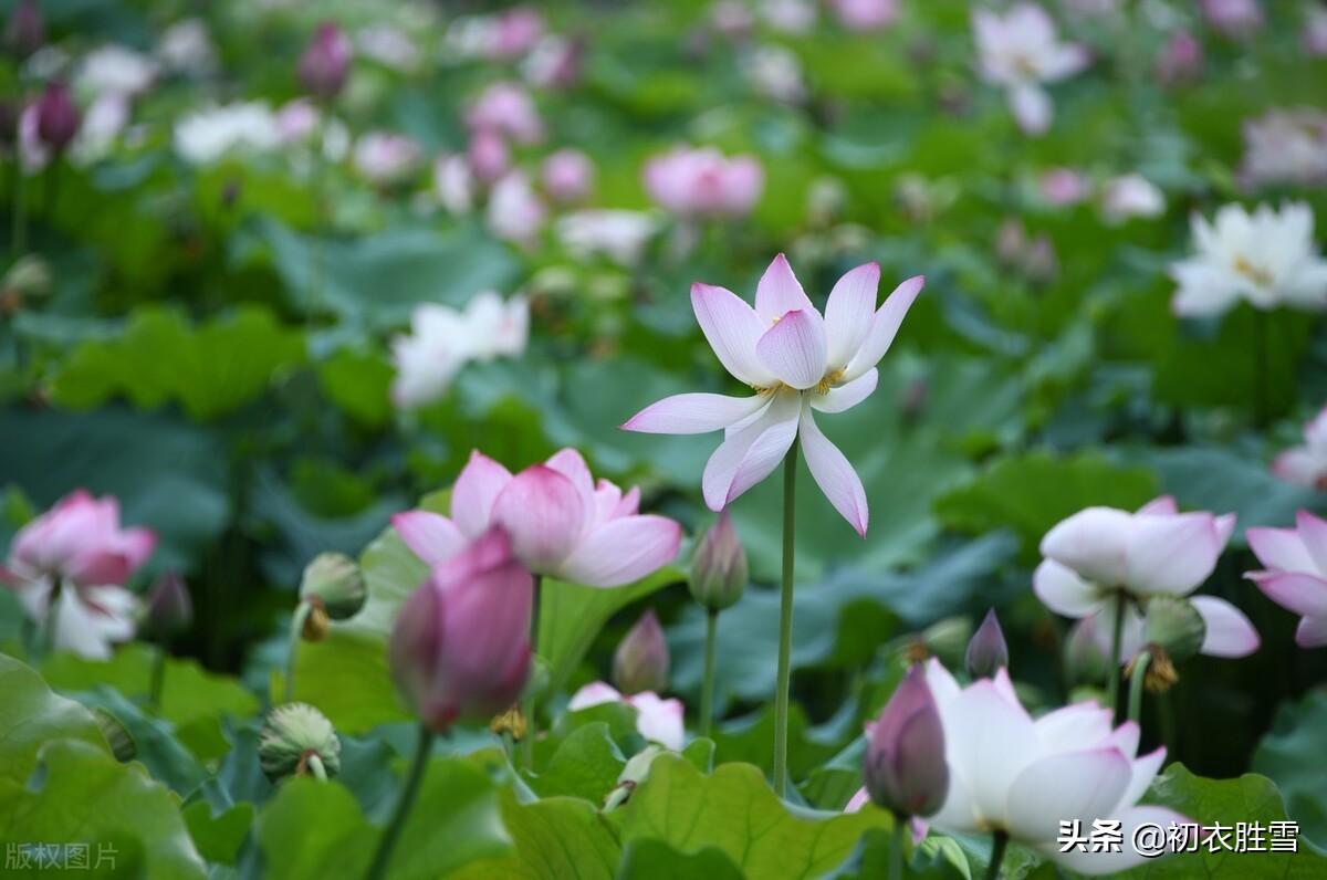 荷花豪放唯美诗词（盛夏荷花大气优美古诗五首）