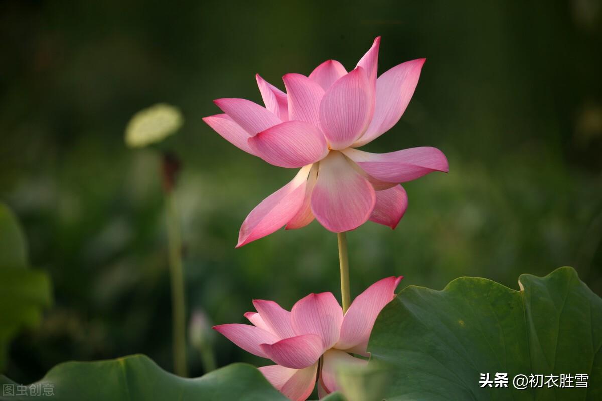 荷花豪放唯美诗词（盛夏荷花大气优美古诗五首）