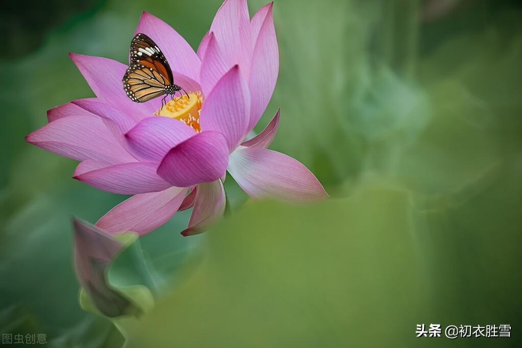 荷花听雨唯美诗词（荷花生日诗词四首赏析）