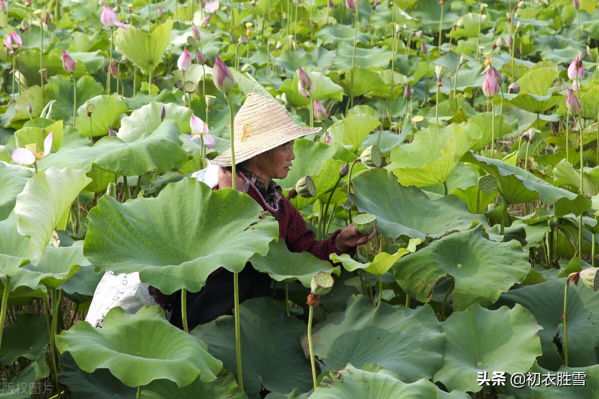 季夏莲蓬经典诗词六首（荷花正闹莲蓬嫩，蜡房仰卧万花枝）