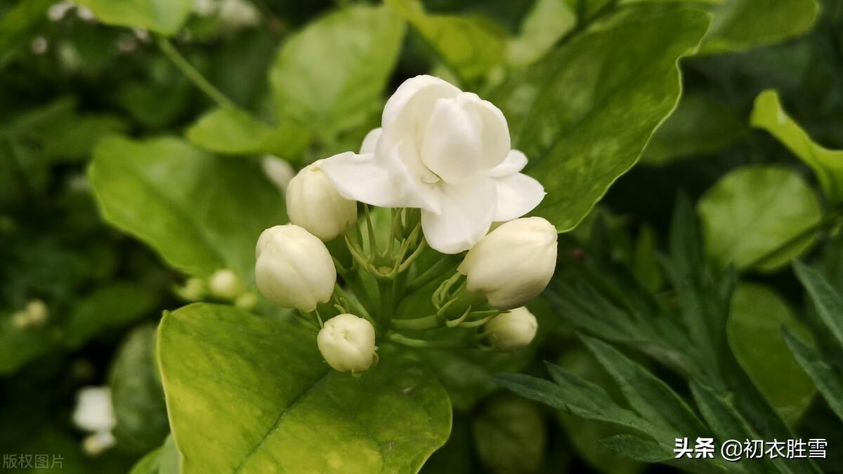 赞美茉莉花唯美诗词（六月茉莉花古诗五首）