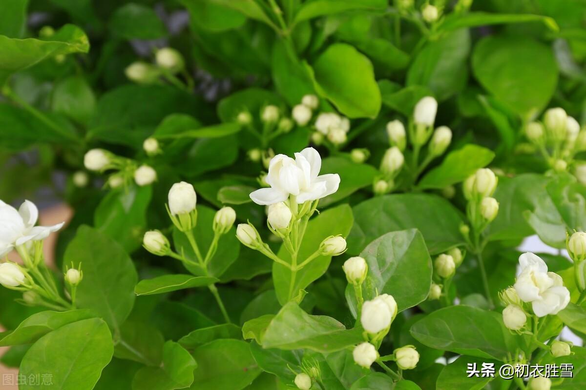 赞美茉莉花唯美诗词（六月茉莉花古诗五首）