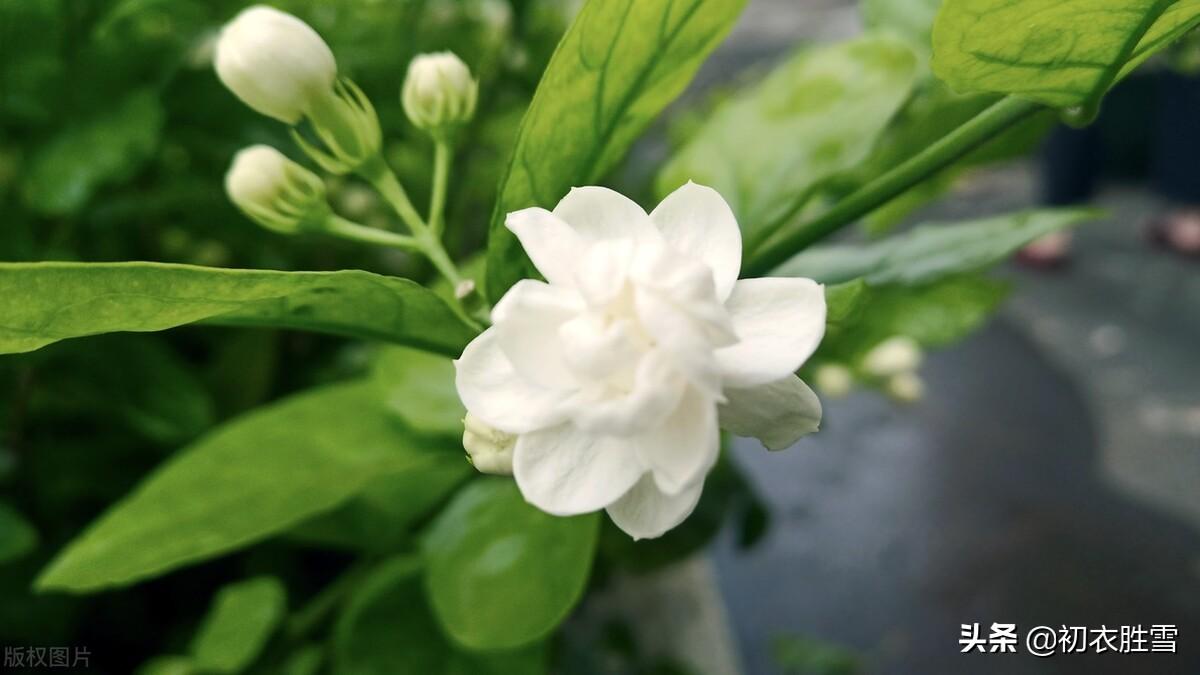 赞美茉莉花唯美诗词（六月茉莉花古诗五首）