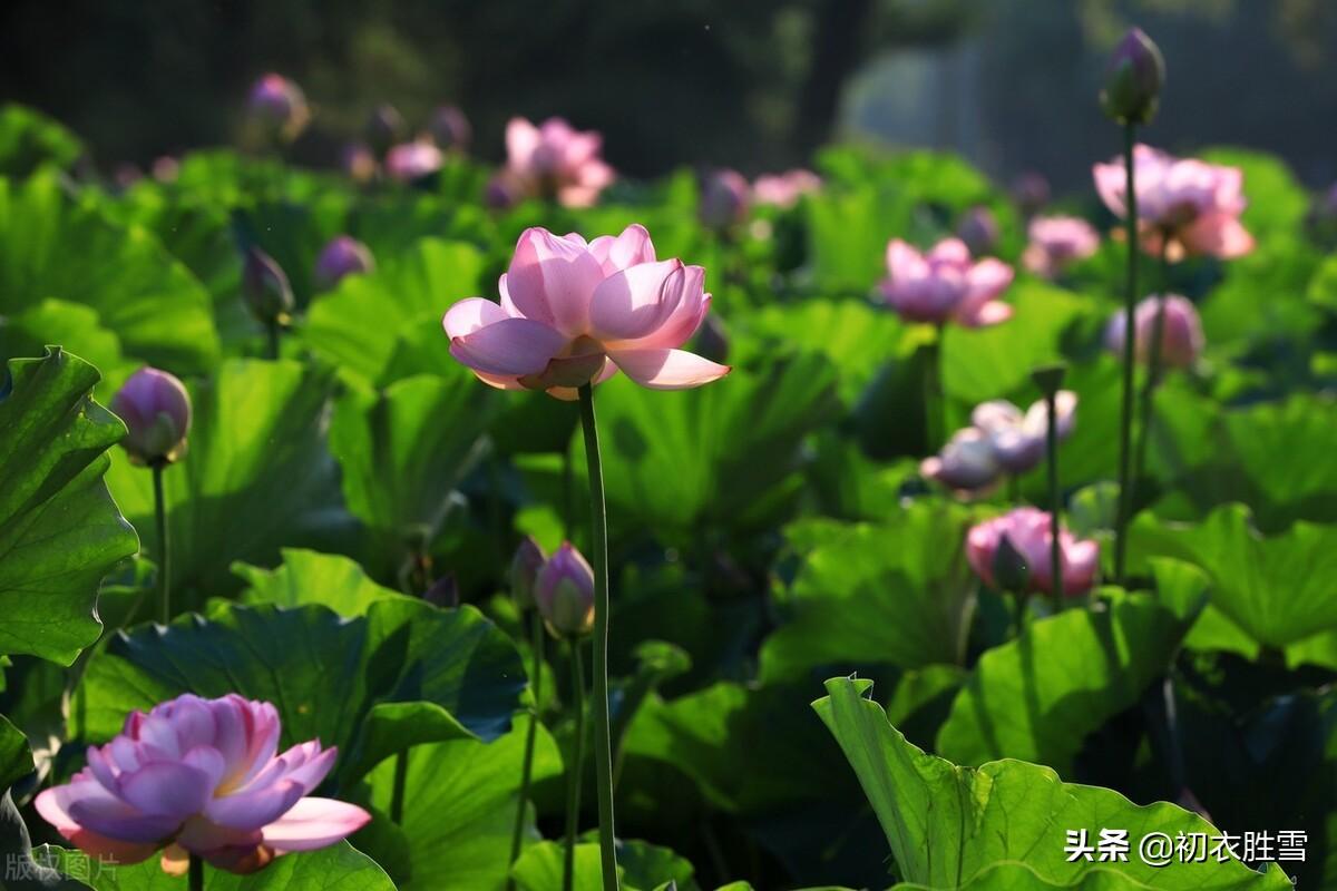 荷花著名诗词有哪些（六月荷花五首唯美诗词）