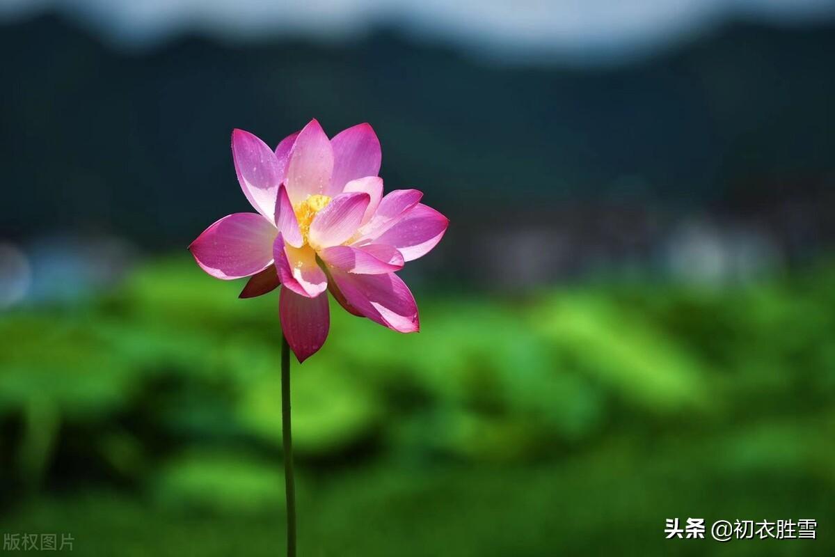 荷花著诗词名句精选（朝日荷花古诗词九首）