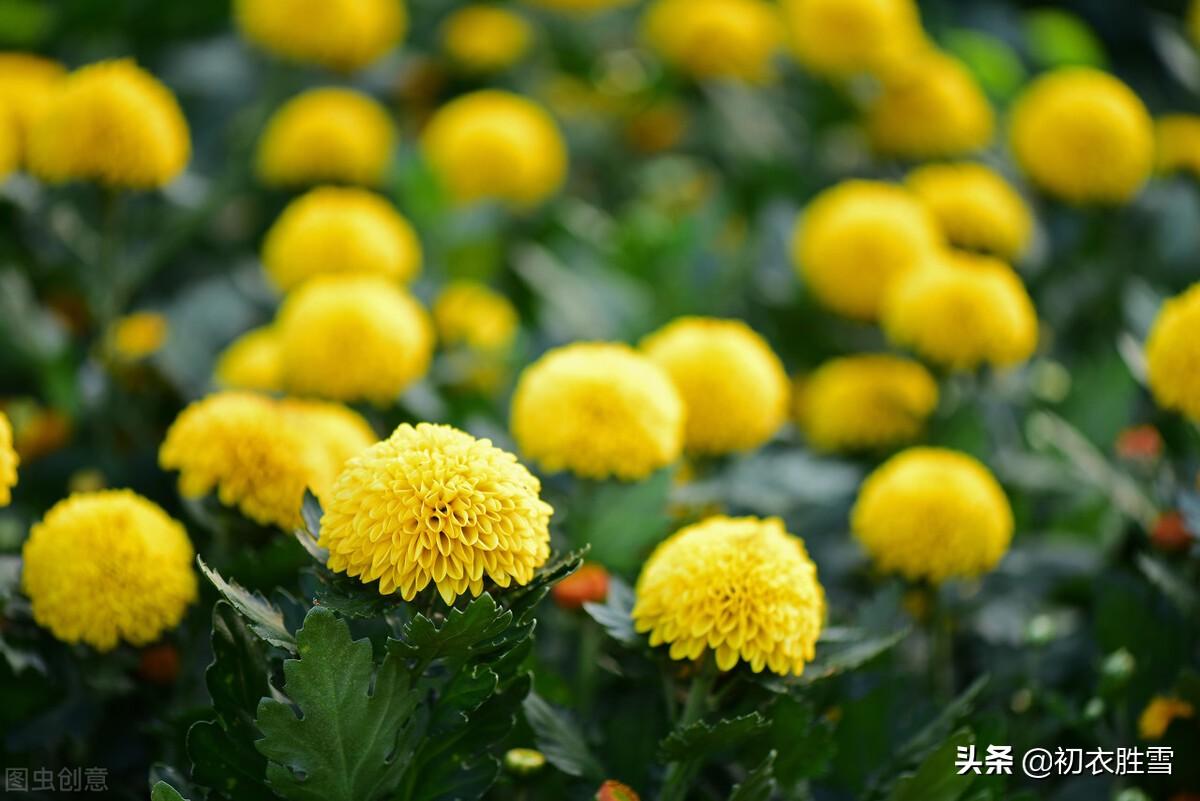 盛夏美花五月菊古诗词八首（金钱带露粲云光，九夏开时分外香）