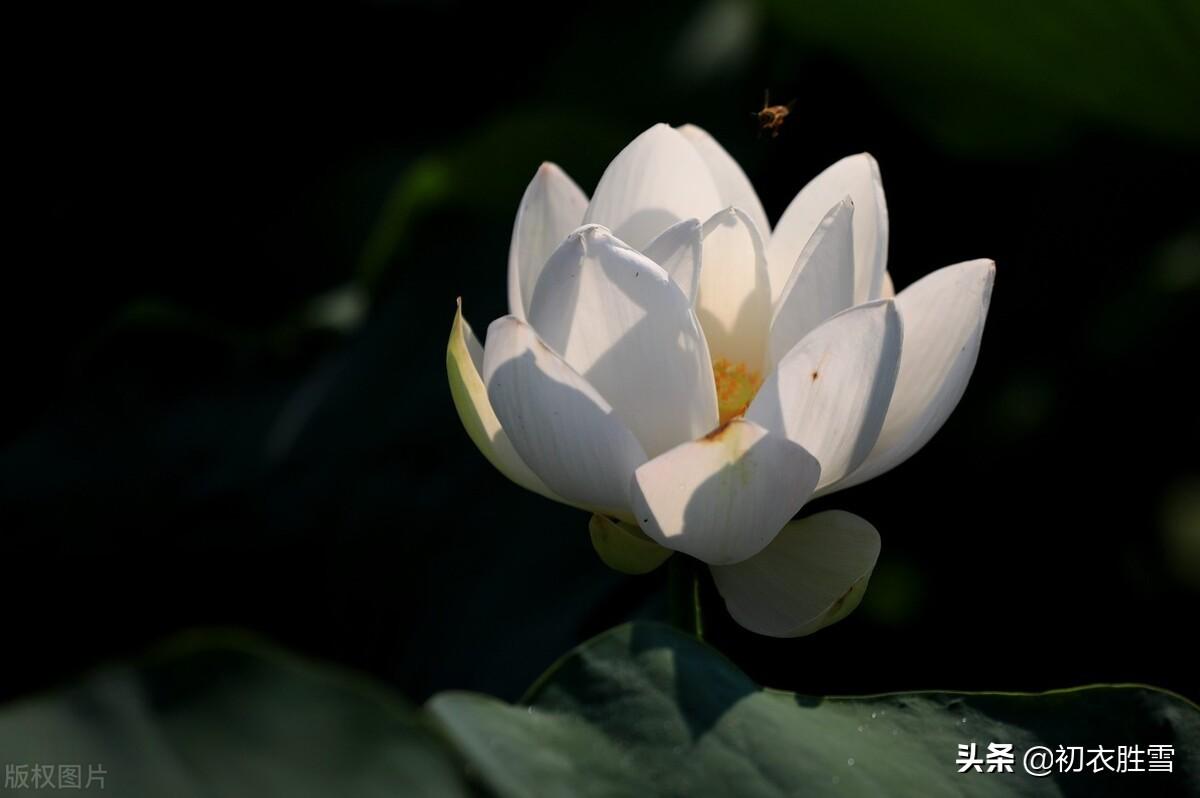 白荷花著名诗词有哪些（白荷花唯美古诗六首）