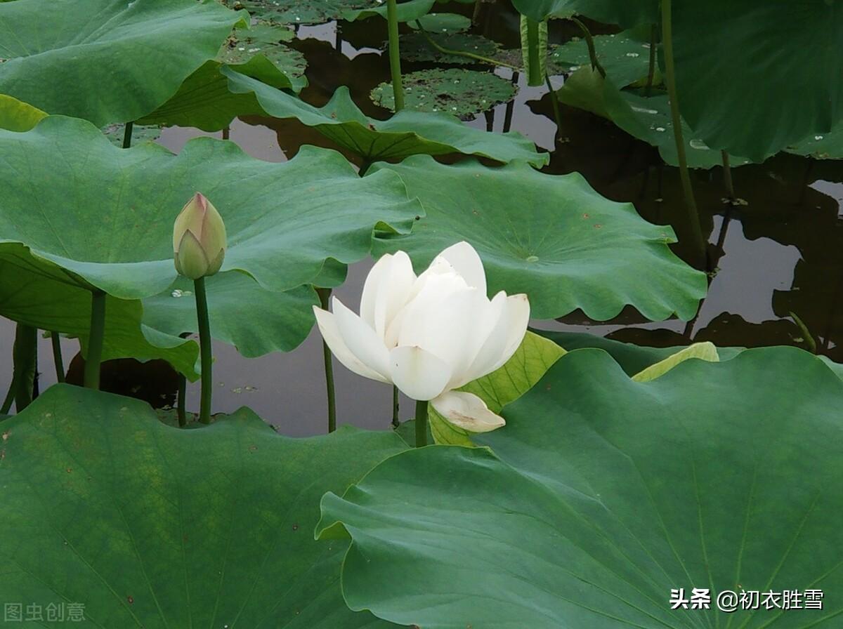 白荷花著名诗词有哪些（白荷花唯美古诗六首）