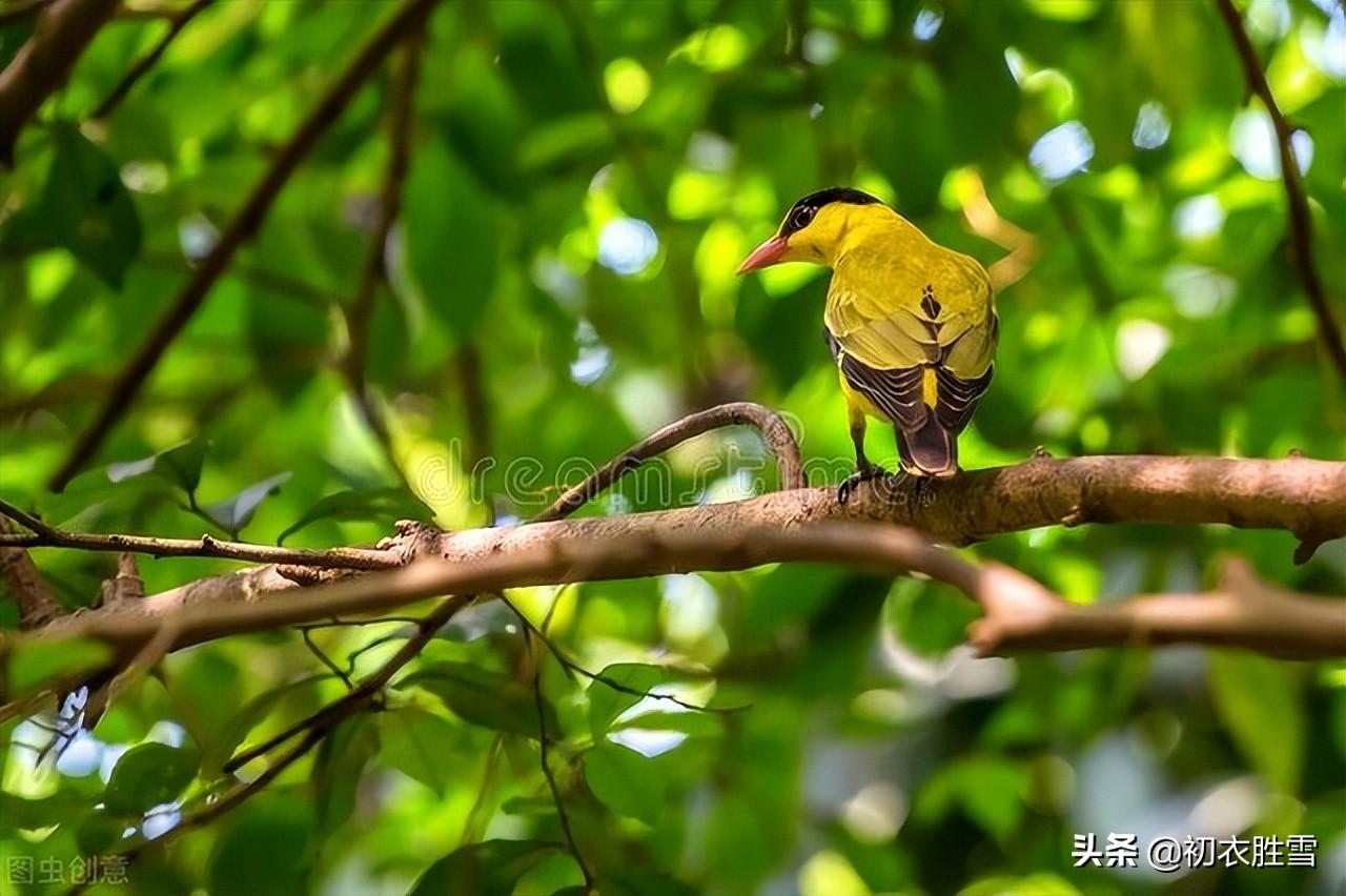 夏诗九夏唯美古诗八首（竹风秋九夏，溪月昼三更）