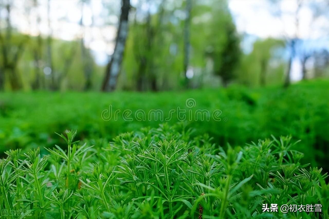 夏草蒿莱诗词六首赏析（举目唯蒿莱，拔剑起蒿莱）