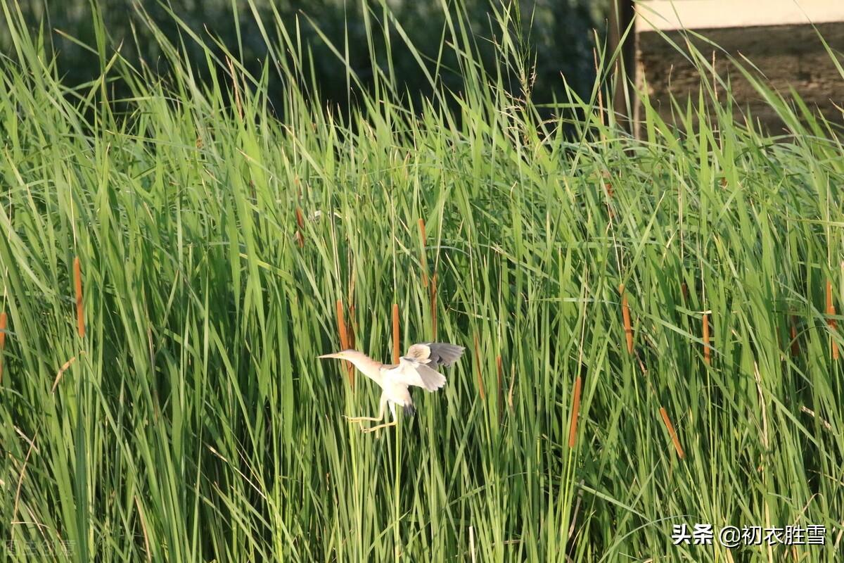 夏草蒿莱诗词六首赏析（举目唯蒿莱，拔剑起蒿莱）