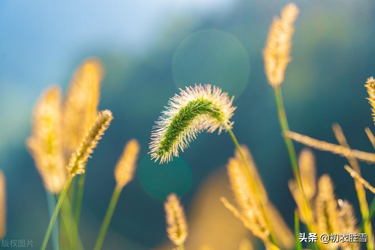 夏草蒿莱诗词六首赏析（举目唯蒿莱，拔剑起蒿莱）