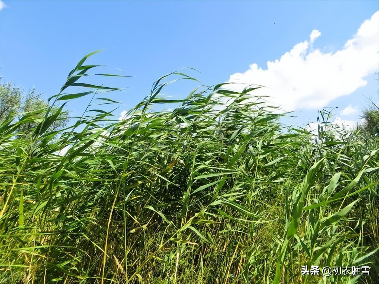 夏草蒿莱诗词六首赏析（举目唯蒿莱，拔剑起蒿莱）