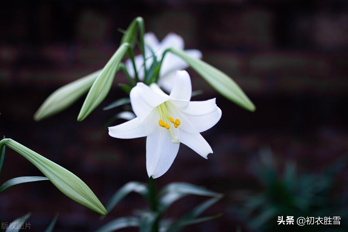 百合经典诗词大全（夏花百合优美古诗六首）