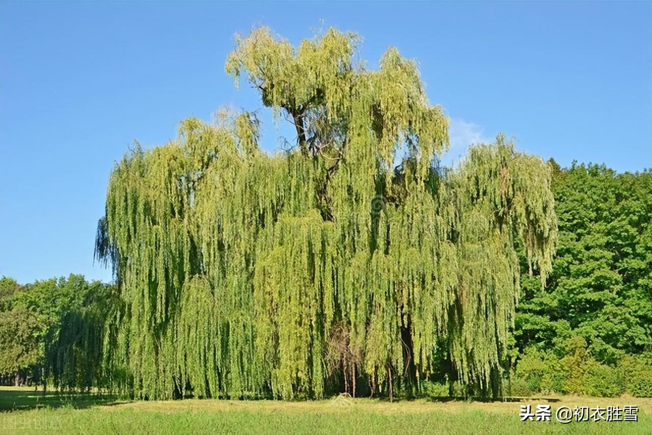 柳树经典诗词有哪些（仲夏柳树唯美古诗六首）