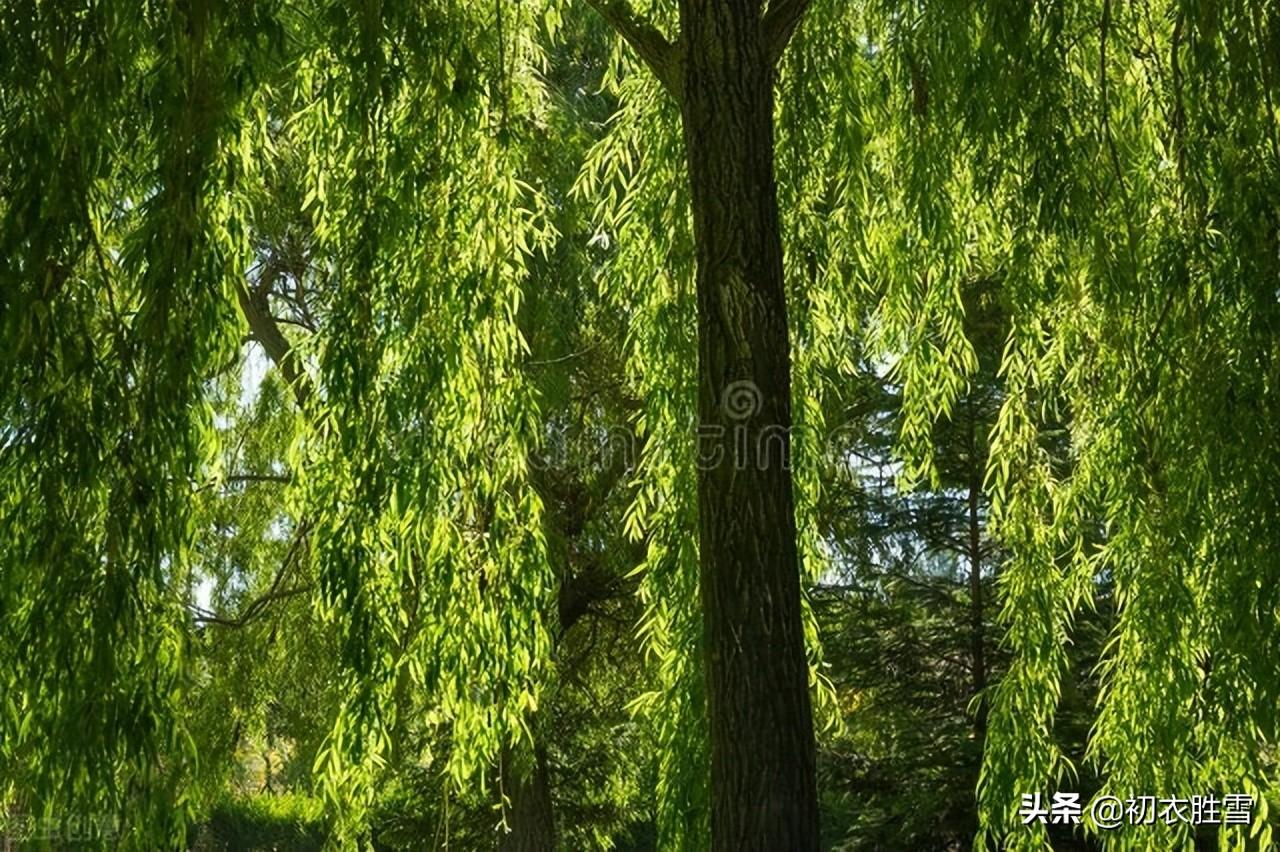 柳树经典诗词有哪些（仲夏柳树唯美古诗六首）