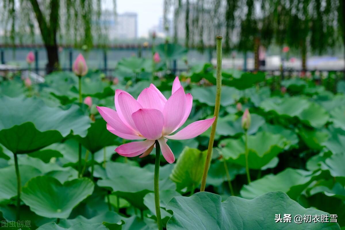 仲夏清新早荷古诗五首（一花一叶自相连，待得花开叶已圆）