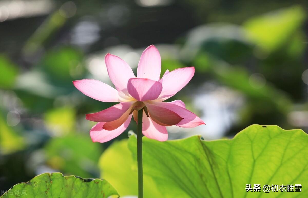 仲夏清新早荷古诗五首（一花一叶自相连，待得花开叶已圆）