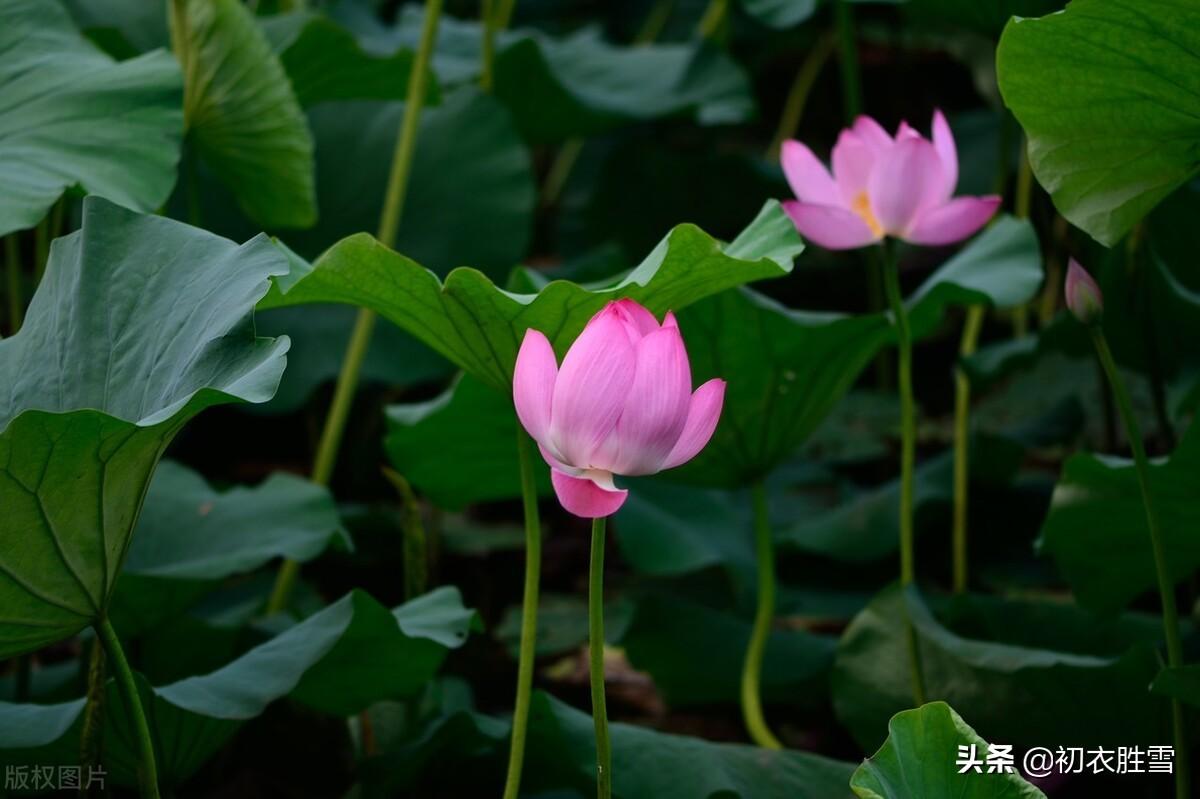 仲夏清新早荷古诗五首（一花一叶自相连，待得花开叶已圆）