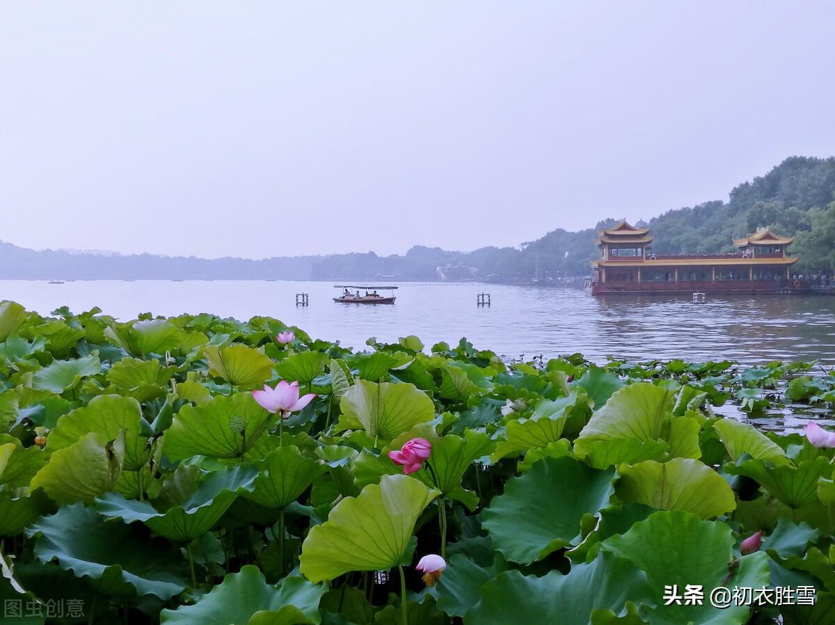 仲夏清新早荷古诗五首（一花一叶自相连，待得花开叶已圆）