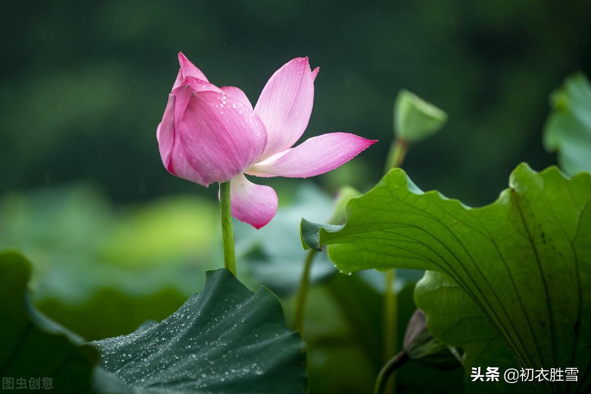 仲夏清新早荷古诗五首（一花一叶自相连，待得花开叶已圆）