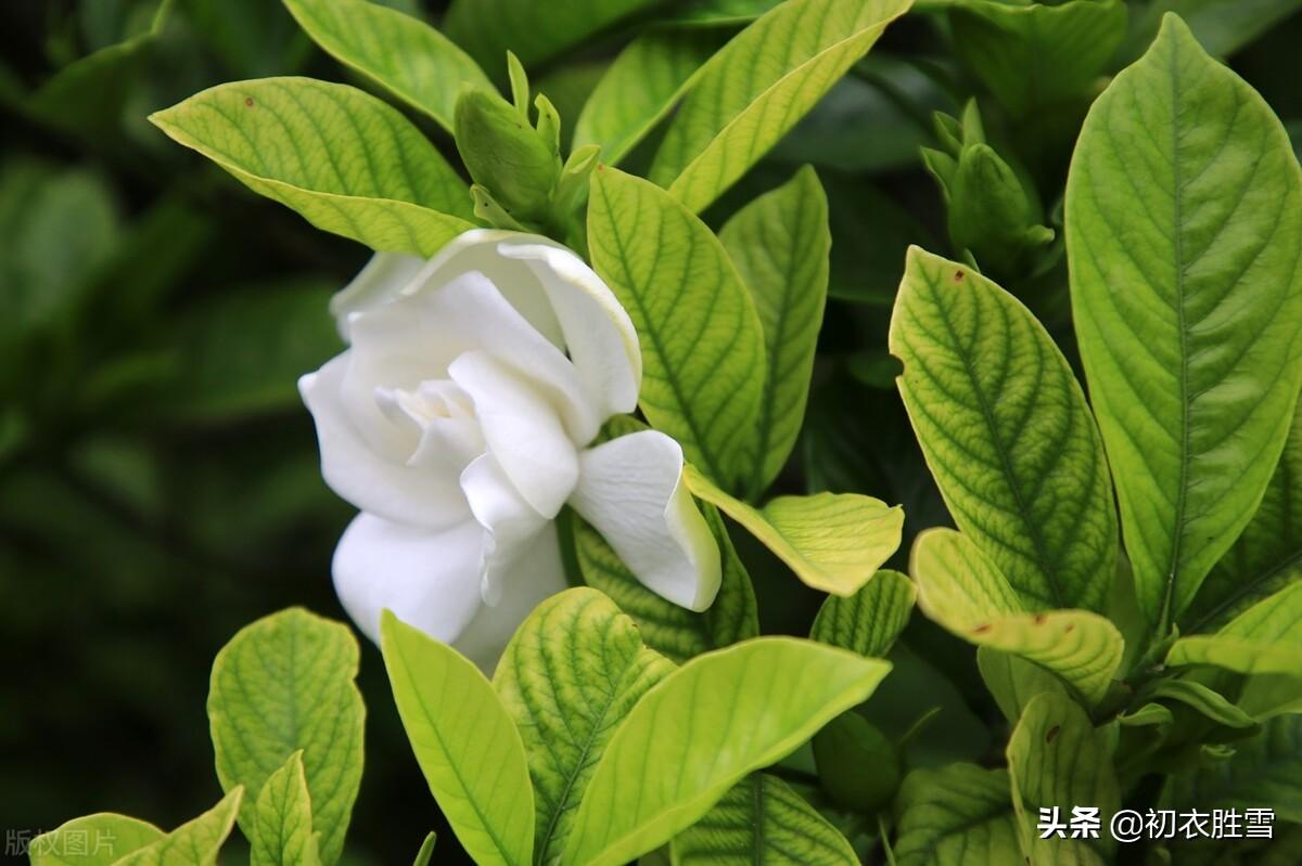 栀子花经典诗词有哪些（栀子花唯美诗词三首）