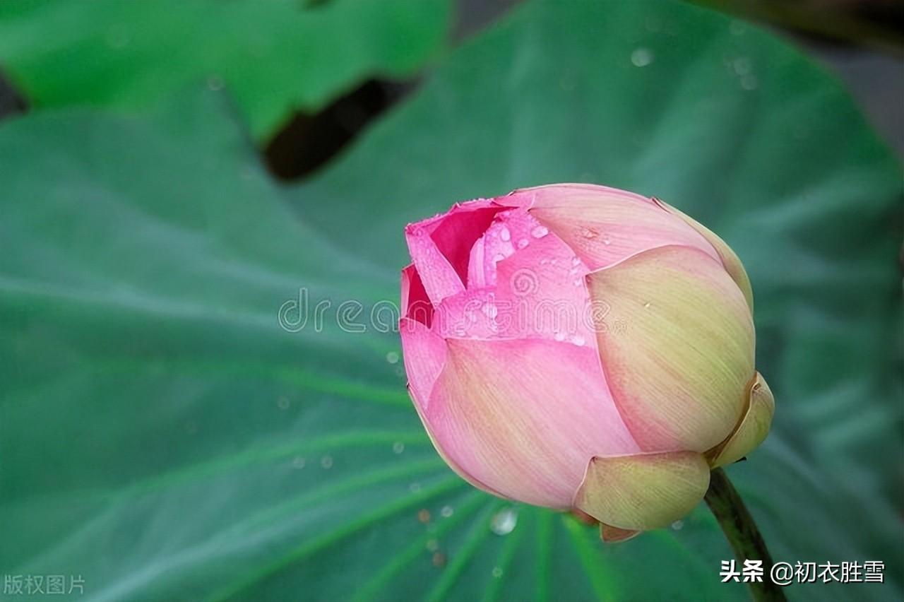 菡萏经典古诗七首（菡萏千枝发，菡萏发荷花）